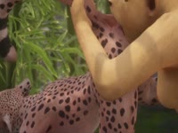 Lion king beastiality porn video with its furry girlfriend
